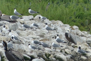 Rookery